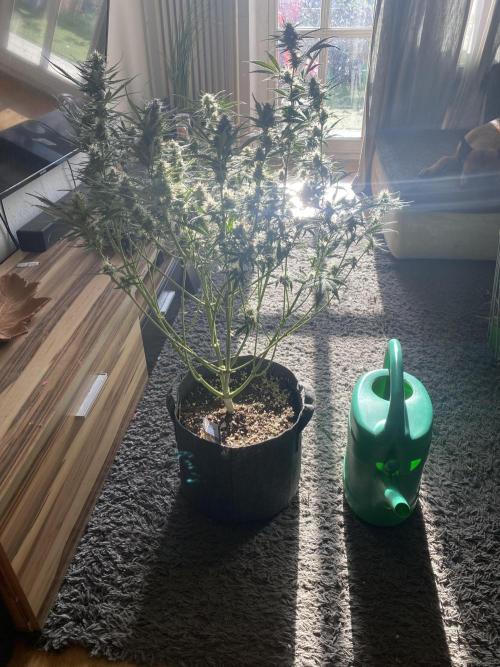 Pink Rozay Autoflower🌷Zamnesia. Week 8