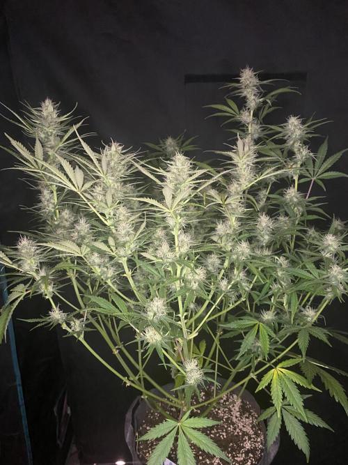 Pink Rozay Autoflower🌷Zamnesia. Week 8