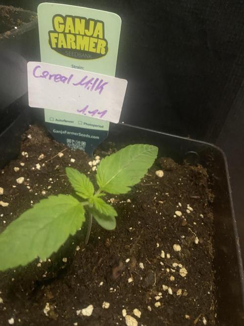 Cereal Milk💚. Week 2