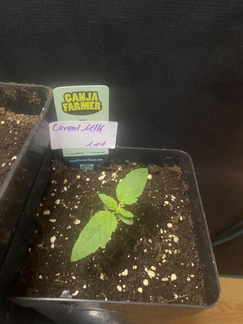 Cereal Milk💚. Week 2