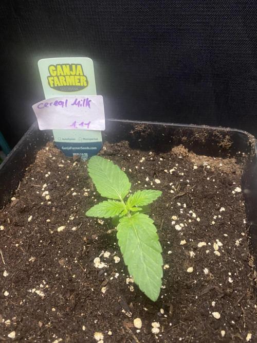 Cereal Milk💚. Week 2