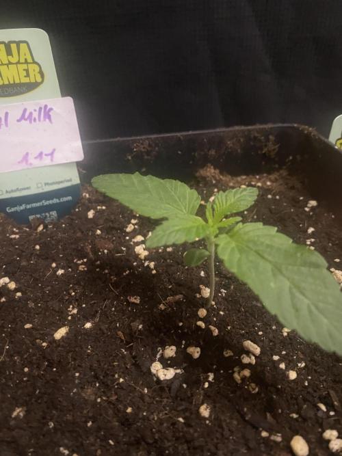 Cereal Milk💚. Week 2