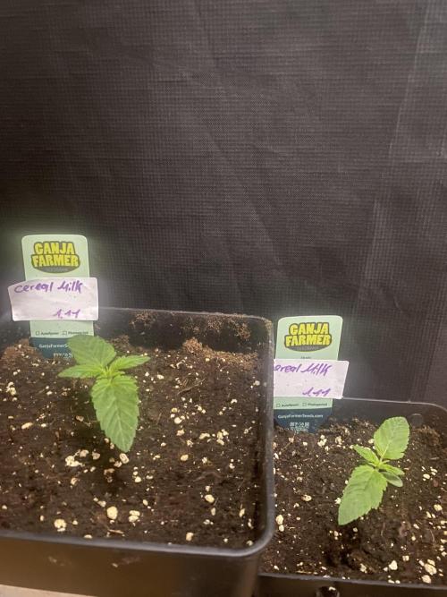 Cereal Milk💚. Week 2