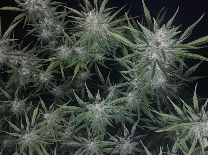 Pink Rozay Autoflower🌷Zamnesia. Week 9