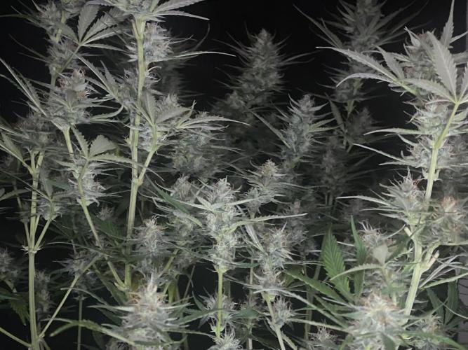 Pink Rozay Autoflower🌷Zamnesia. Week 9