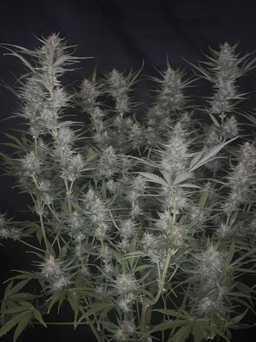 Pink Rozay Autoflower🌷Zamnesia. Week 9