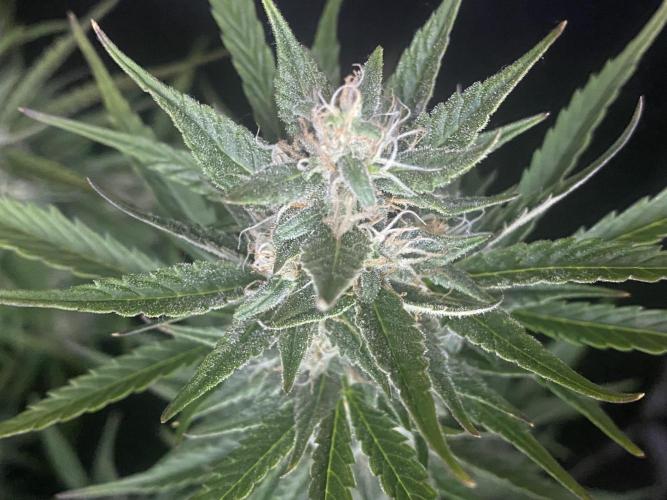 Pink Rozay Autoflower🌷Zamnesia. Week 9