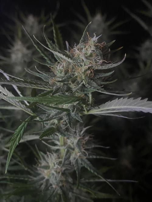 Pink Rozay Autoflower🌷Zamnesia. Week 9