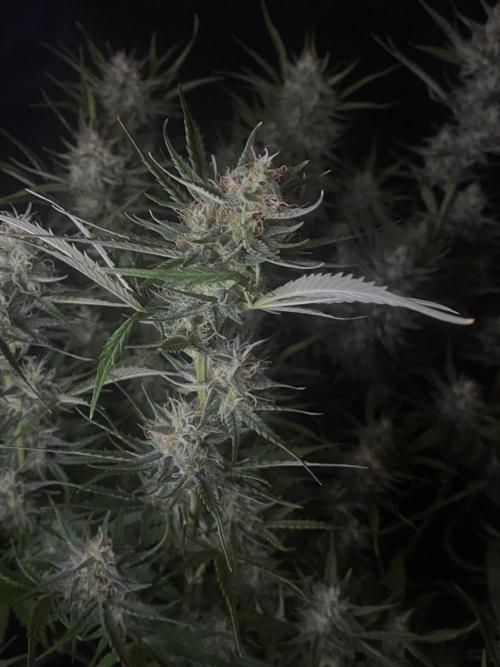 Pink Rozay Autoflower🌷Zamnesia. Week 9