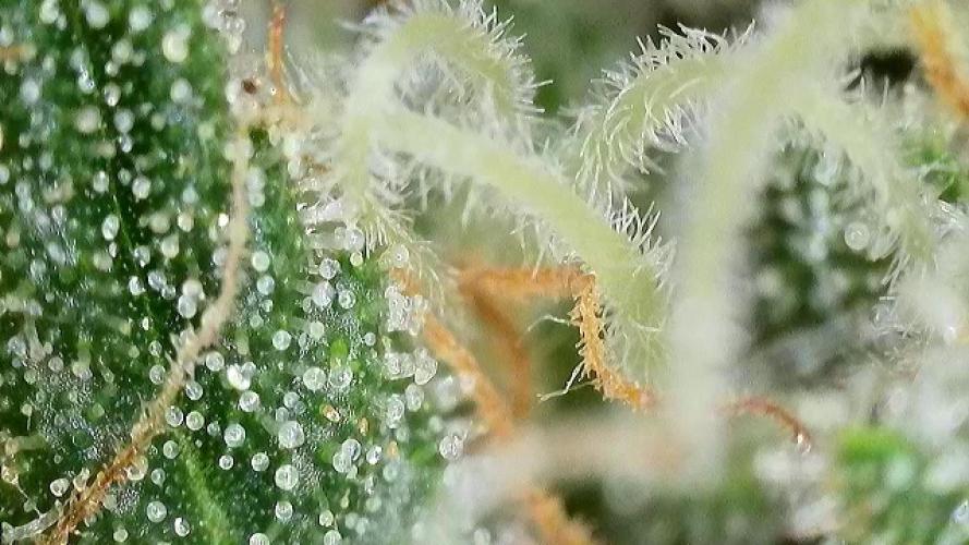 Pink Rozay Autoflower🌷Zamnesia. Week 9