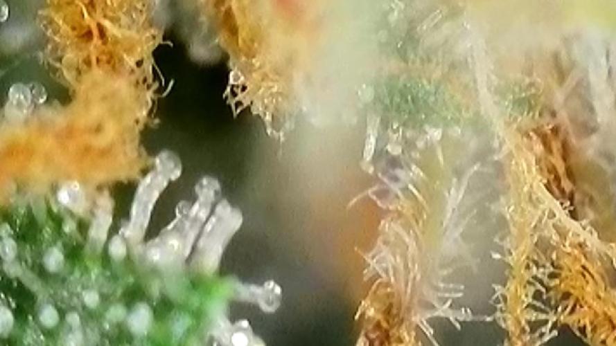 Pink Rozay Autoflower🌷Zamnesia. Week 9