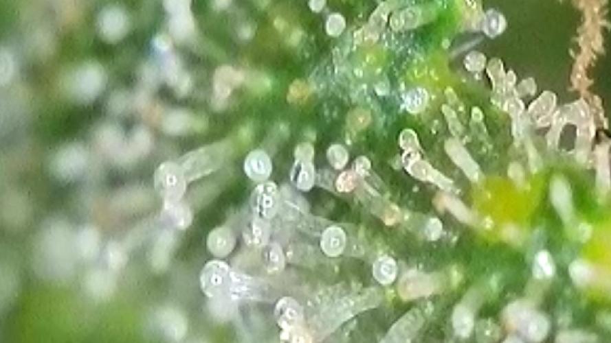 Pink Rozay Autoflower🌷Zamnesia. Week 9