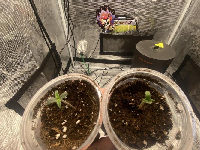 Lets enter the Ghost Train Haze 👻. Week 0