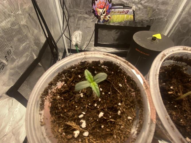 Lets enter the Ghost Train Haze 👻. Week 0