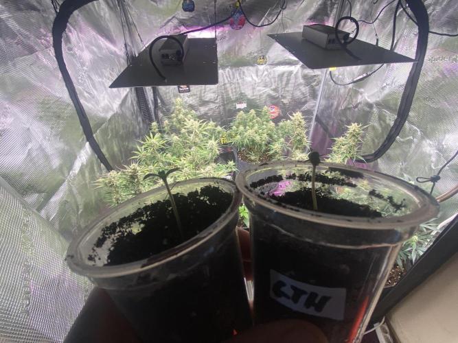 Lets enter the Ghost Train Haze 👻. Week 0