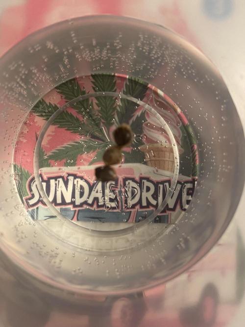 Sundae Drive 🏝️ by Zamnesia. Week 0