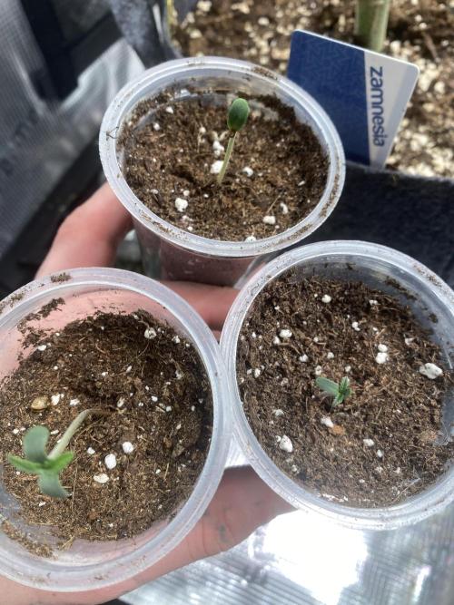 Sundae Drive 🏝️ by Zamnesia. Week 0