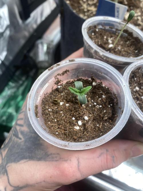 Sundae Drive 🏝️ by Zamnesia. Week 0