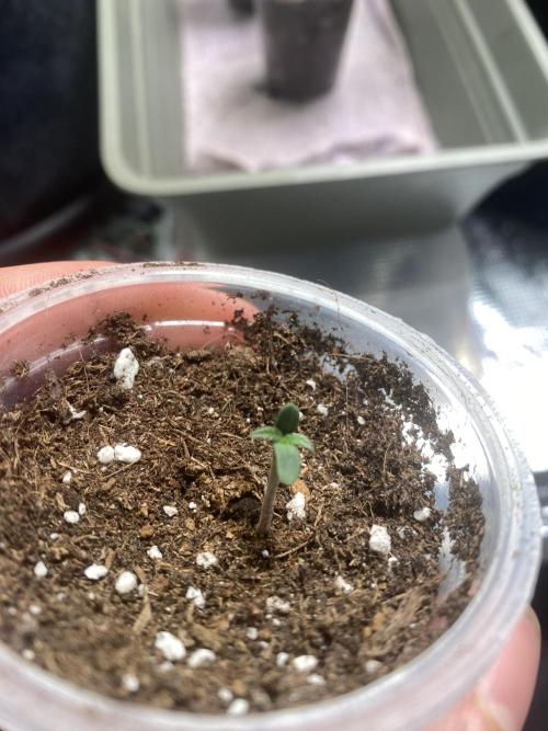 Sundae Drive 🏝️ by Zamnesia. Week 0