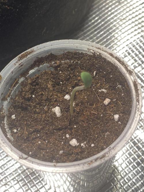 Sundae Drive 🏝️ by Zamnesia. Week 0