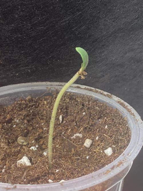 Sundae Drive 🏝️ by Zamnesia. Week 0