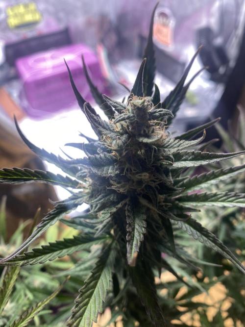 Pink Rozay Autoflower🌷Zamnesia. Week 10