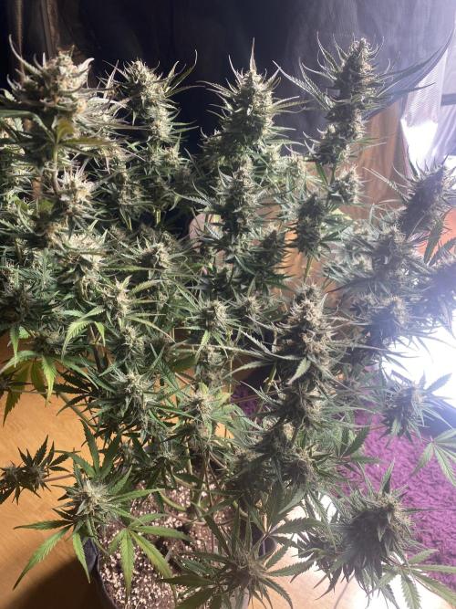 Pink Rozay Autoflower🌷Zamnesia. Week 10