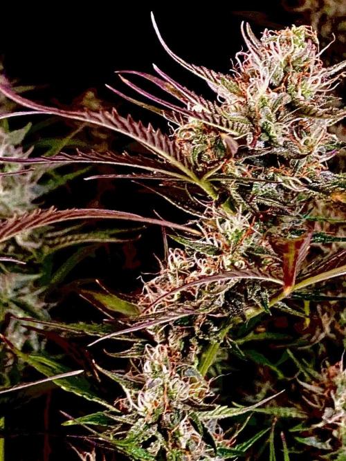 Pink Rozay Autoflower🌷Zamnesia. Week 10