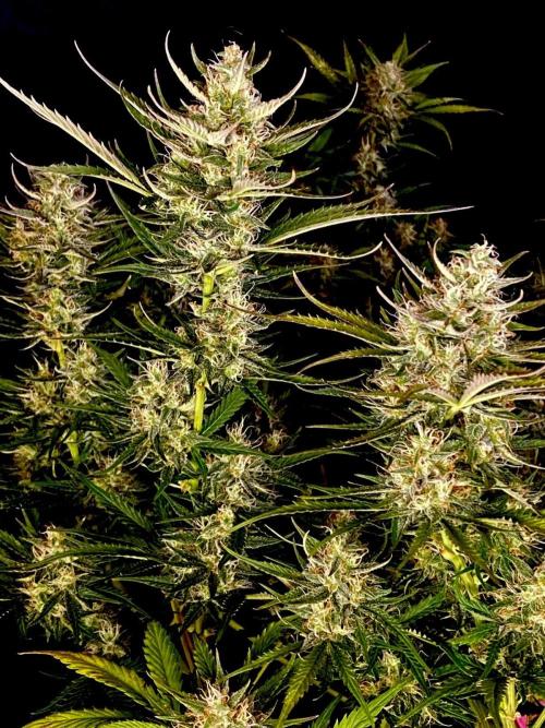 Pink Rozay Autoflower🌷Zamnesia. Week 10