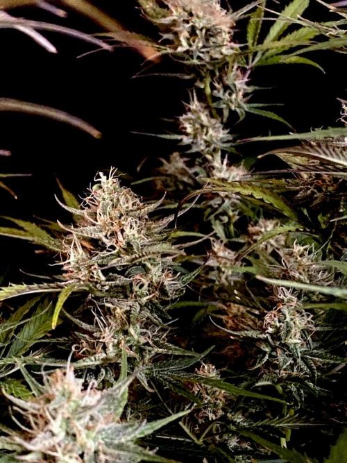 Pink Rozay Autoflower🌷Zamnesia. Week 10