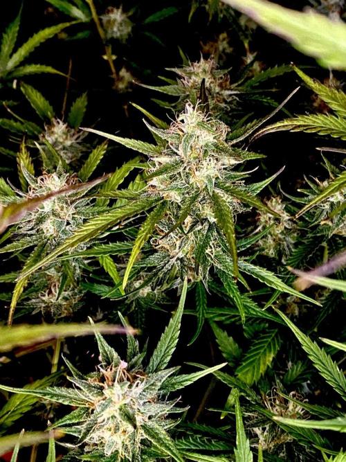 Pink Rozay Autoflower🌷Zamnesia. Week 10