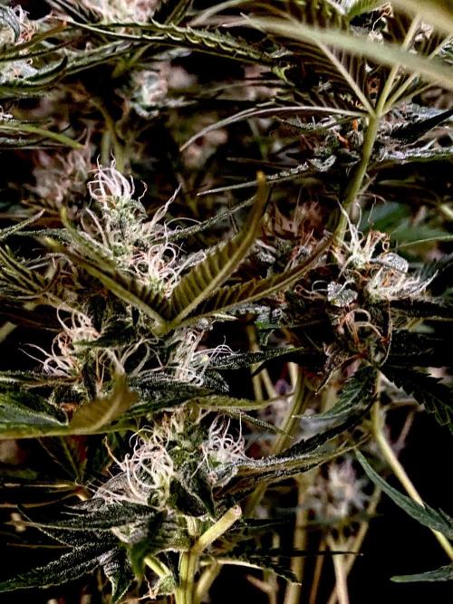 Pink Rozay Autoflower🌷Zamnesia. Week 10