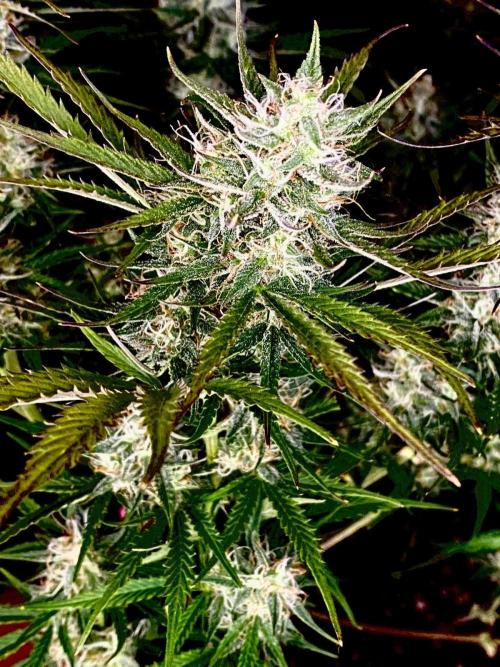 Pink Rozay Autoflower🌷Zamnesia. Week 10