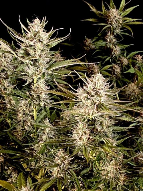 Pink Rozay Autoflower🌷Zamnesia. Week 10