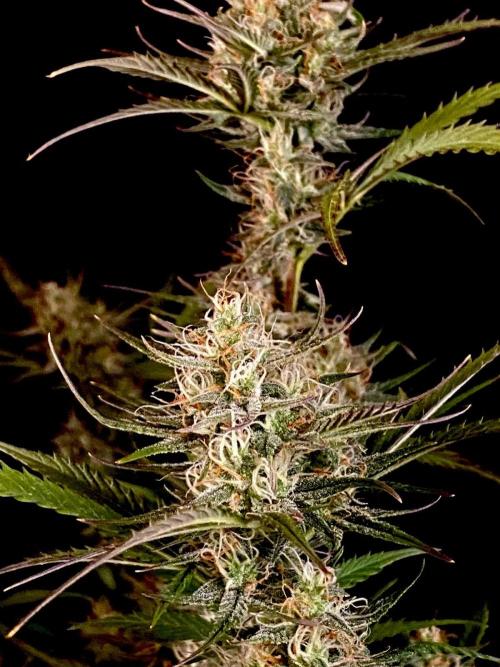 Pink Rozay Autoflower🌷Zamnesia. Week 10