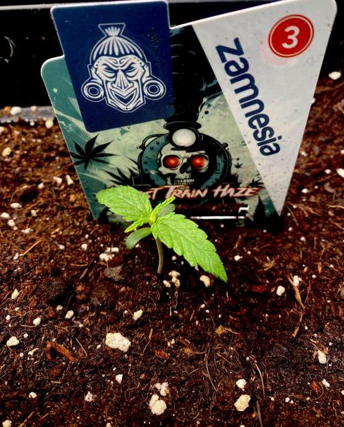 Lets enter the Ghost Train Haze 👻. Week 1