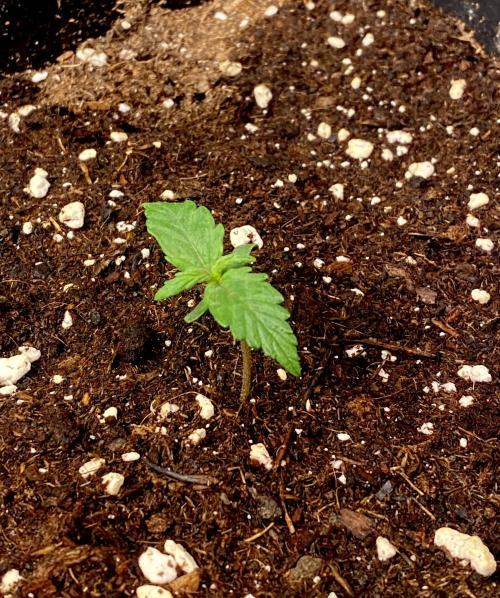 Lets enter the Ghost Train Haze 👻. Week 1