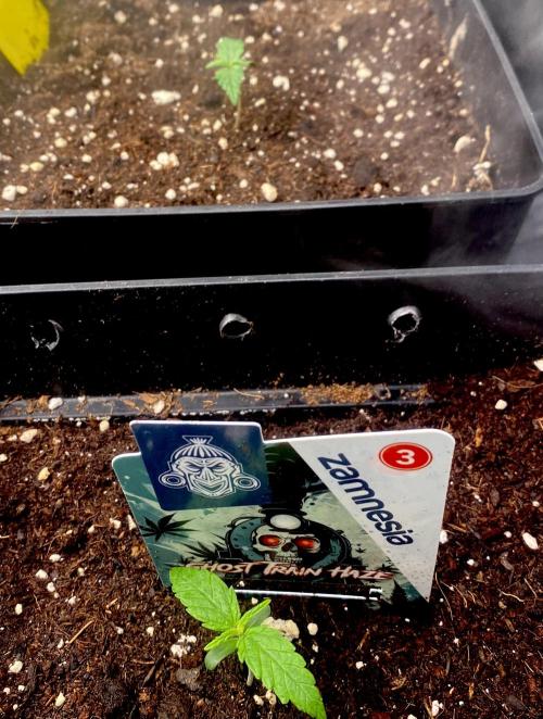 Lets enter the Ghost Train Haze 👻. Week 1