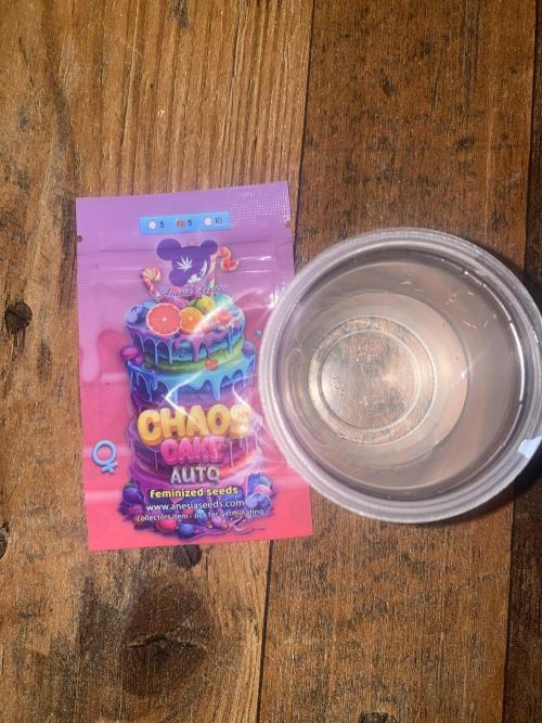 ChaosCake Autoflower. Week 0