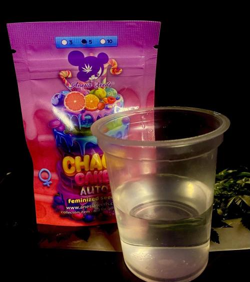 ChaosCake Autoflower. Week 0