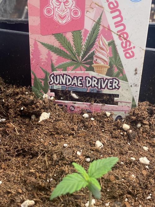 Sundae Drive 🏝️ by Zamnesia. Week 1