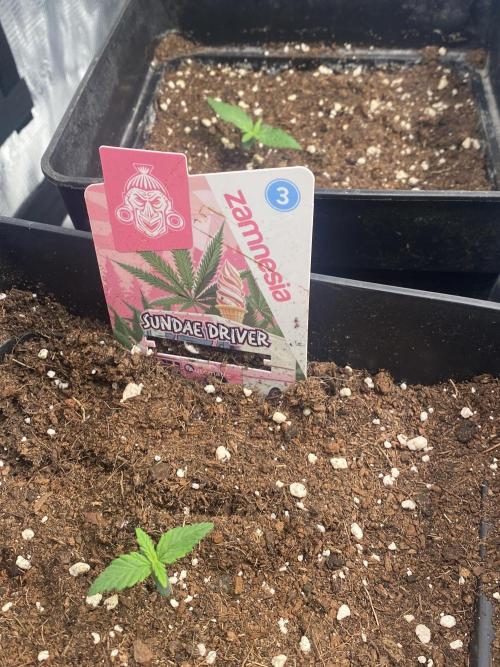 Sundae Drive 🏝️ by Zamnesia. Week 1