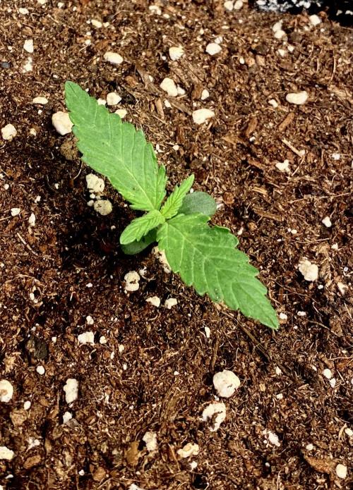 Sundae Drive 🏝️ by Zamnesia. Week 1