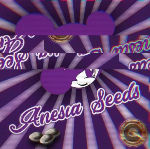 ChaosCake Autoflower