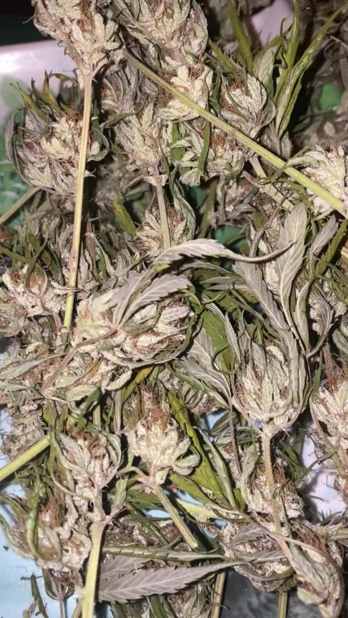 Pink Rozay Autoflower🌷Zamnesia