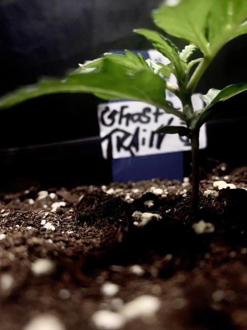 Lets enter the Ghost Train Haze 👻. Week 2