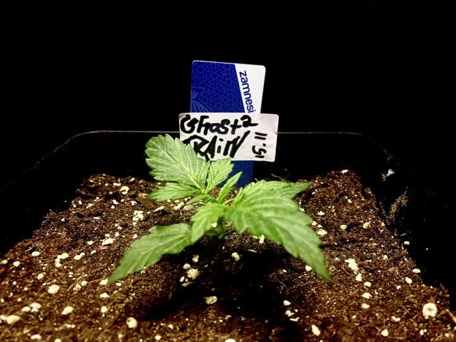 Lets enter the Ghost Train Haze 👻. Week 2