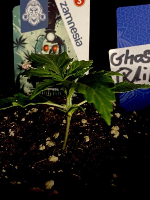 Lets enter the Ghost Train Haze 👻. Week 2