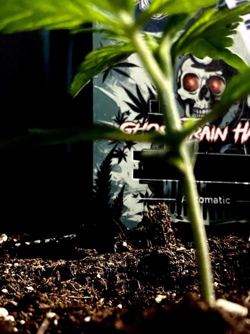 Lets enter the Ghost Train Haze 👻. Week 2