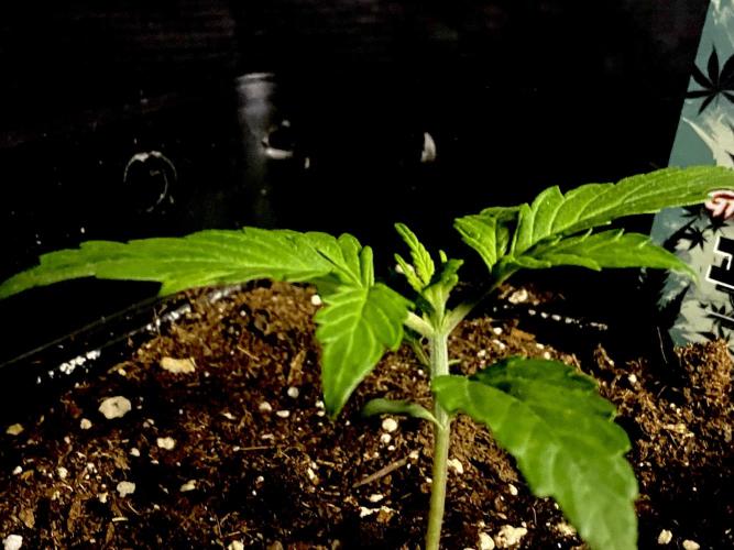 Lets enter the Ghost Train Haze 👻. Week 2